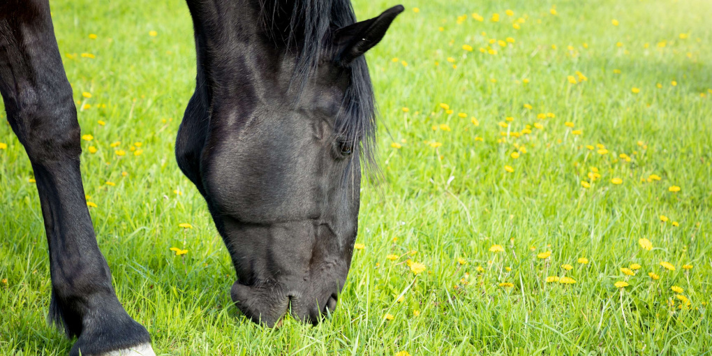 Naturliga källor till vitaminer för hästar